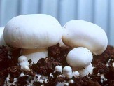 Грибная рассада для выращивания шампиньонов